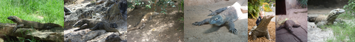 [Komodo dragon] コモド大蜥蜴, コモドおおとかげ, コモドオオトカゲ, コモドドラゴン
