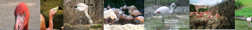 [flamingo] フラミンゴ, 紅鶴, べにづる, ベニヅル