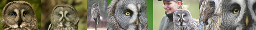 [great grey owl] カラフトフクロウ, 樺太梟, からふとふくろう