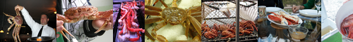 [king crab] カブトガニ, たらばがに, タラバガニ, 兜蟹, 鱈場蟹, 鱟