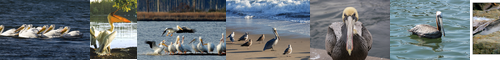 [pelican] ペリカン, 伽藍鳥, がらんちょう, ペリカン属, 鵜