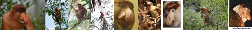 [proboscis monkey] テングザル