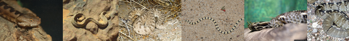 [sidewinder] サイドワインダー, ヨコバイ, ヨコバイガラガラヘビ, 横ばい, 横這い, よこばいガラガラへび, 横這いガラガラ蛇, よこばい
