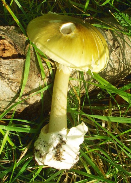 Sapmple 1 Mushroom
