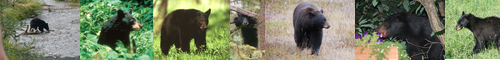 [American black bear] アメリカ熊, アメリカぐま, アメリカグマ, 亜米利加熊, アメリカくろくま, アメリカクロクマ, アメリカ黒熊
