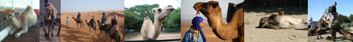 [Arabian camel] 単峰駱駝, たんぽう, らくだ