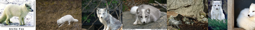 [Arctic fox] ホッキョクギツネ, ほっきょくぎつね, 北極狐