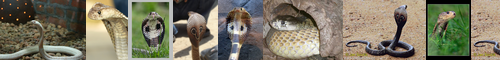[Indian cobra] インドコブラ, 眼鏡蛇, めがねへび