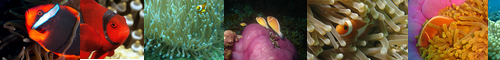 [anemone fish] クマノミ, くまのみ, 熊の実, 熊之実, 隈魚