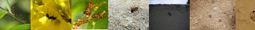 [ant] 蟻, アリ, あり, ari, ありんこ, すかり, すがり, 蟻んこ, 蟻ん子