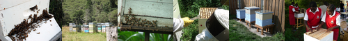 [apiary] 養蜂場, ようほうば