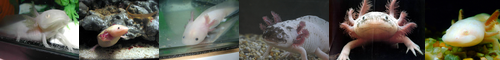 [axolotl] アホロートル, ウーパールーパー, アホロトル, サンショウウオ, メキシコサラマンダー, アンビストマ属, アンビストマ科