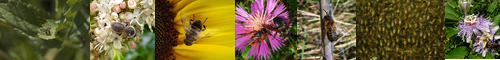 [bee] 蜂, 蜜蜂, ビー, ハチ, mitsubachi, はち, ハナバチ, ミツバチ, hachi, みつばち, もくまおう, モクマオウ, 木麻黄