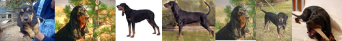 [black-and-tan]  / [coonhound] 