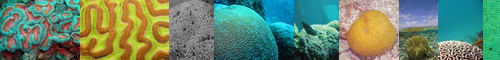 [brain coral] 脳珊瑚, のうさんご