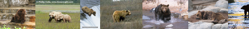 [brown bear] ヒグマ, 羆, グリズリー, ひぐま, あかぐま, しくま, しぐま, ひ, アカグマ, クマ, 赤熊