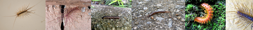 [centipede] ムカデ, 百足, 蚰蜒, 蜈蚣, mukade, むかで, げじげじ, ひゃくそく