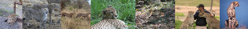 [cheetah] チーター, チータ, 狩猟豹