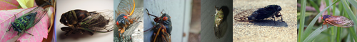 [cicada] 蝉, セミ, 空蝉, うつせみ, せみ, 虚蝉, くつくつ法師, つくつく法師, 蛁蟟, semi, うつしおみ, うつそみ, 現人
