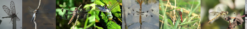 [dragonfly] 蜻蛉, 蜻蜓, トンボ, 麦藁蜻蛉, とんぼ, やんま, ヤンマ, 蜉蝣, かげろう, せいれい, とんぼう, ふゆう, むぎわらとんぼ, トンボ亜目