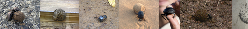 [dung beetle] 糞虫, フンコロガシ, 糞転がし, タマオシコガネ, 玉押金亀子, くそむし, たまおしこがね, ふんころがし, スカラベ