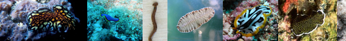 [flatworm] 扁形動物, へんけいどうぶつ