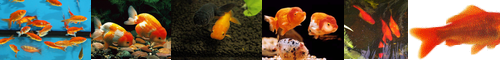 [goldfish] 金魚, キンギョ, kingyo, きんぎょ