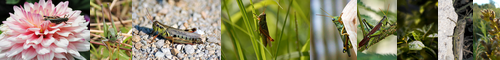 [grasshopper] 蝗, 飛蝗, バッタ, きりぎりす, 蝗虫, 稲子, 螽蟖, 機織り虫, batta, inago, kirigirisu, いなご, ばった, 螽斯/蟋蟀, こう