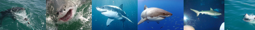 [great white shark] ホホジロザメ, ホオジロザメ, ホオジロ, ホホジロ, 画眉鳥, 頬白, 頬白鮫, 黄道眉, ほおじろざめ, ほほじろざめ, ほおじろ, ほほじろ