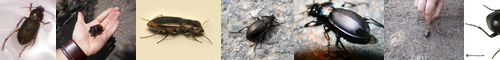 [ground beetle] 歩行虫, ゴミムシ, 塵芥虫, 筬虫, 芥虫, おさむし, ごみむし