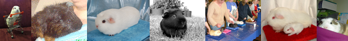 [guinea pig] モルモット, ギニアピッグ, テンジクネズミ, 天竺鼠, 実験材料, 実験台, ギニーピッグ, じっけんだい, てんじくねずみ, 被検者, 被験者, 試験台