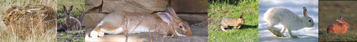 [hare] 野兎, 兎, 野ウサギ, ウサギ, うさぎ, ノウサギ, 兔, usagi, のうさぎ, う, ノウサギ属, 卯, 山ウサギ, 山兎