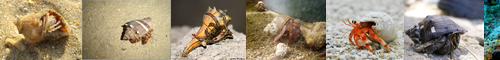 [hermit crab] ヤドカリ, 宿借り, 寄居虫, やどかり, かみな, ごうな, 宿借