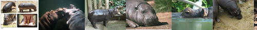 [hippopotamus] カバ, 河馬, かば, かわうま