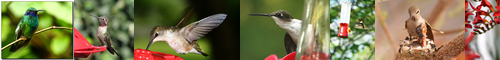 [hummingbird] ハチドリ, 蜂鳥, 蜂雀, はちどり, ハミングバード, hachidori