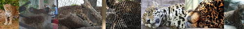 [jaguar] ジャガー, アメリカ豹, アメリカひょう, jagā