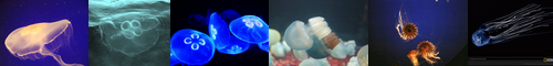 [jellyfish] クラゲ, 海月, 水母, すいぼ, くらげ, 海月、水母, 鰹の烏帽子