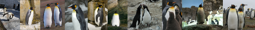 [king penguin] キングペンギン, おうさまペンギン, オウサマペンギン, 王様ペンギン