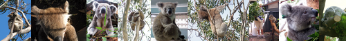 [koala] コアラ, 子守熊, 袋熊, コモリグマ, ふくろぐま, フクログマ