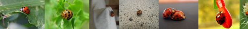 [ladybug] テントウムシ, 天道虫, 瓢虫, てんとうむし