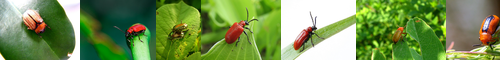 [leaf beetle] ハムシ, ネクイハムシ, 根喰葉虫, 葉虫, 金花虫, ねくいはむし, はむし, 羽虫