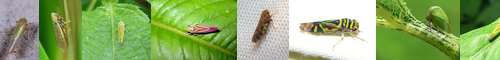 [leafhopper] ウンカ, ヨコバイ, 横ばい, 横這い, 浮塵子, 白蝋虫, うんか, ふじんし, よこばい