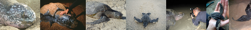 [leatherback turtle] おさがめ, かわがめ, オサガメ, 長亀, 革亀