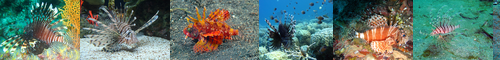 [lionfish] 蓑笠子, ミノカサゴ, ハナミノカサゴ