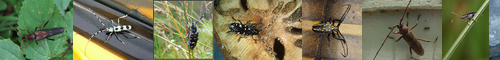 [long-horned beetle] 天牛, 髪切り虫, 髪切虫, かみきりむし, 髪切
