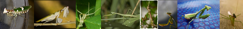 [mantis] 蟷螂, カマキリ, 螳螂, マンティス, かまきり
