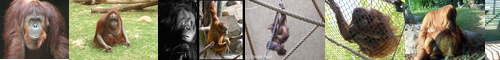 [orangutan] オランウータン, 猩猩, 猩々, しょうじょう