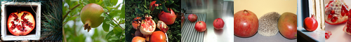 [pomegranate] 石榴, 柘榴, ザクロ, 若榴, ざくろ, 色玉, 榴, いろだま, じゃくろ, せきりゅう