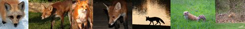 [red fox] 赤狐, アカギツネ, キツネ, 狐, あかぎつね, きつね