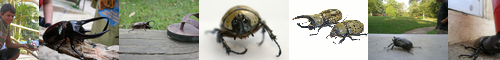[rhinoceros beetle] カブトムシ, カブト虫, 兜虫, 甲虫, タイワンカブトムシ, かぶとむし, くわがた, カブトむし, カブトムシ亜科, 鍬形